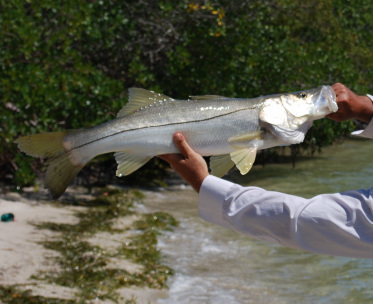 Best and Most Common Saltwater Fish In Florida